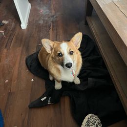 Coconut - Pembroke Welsh Corgi
