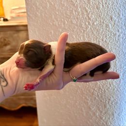 Boy 1 - Chocolate parti male Pomeranian puppy in Stroud, Oklahoma from Laik’s Little Shihtz & Poms