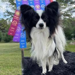 Papillon Puppies from FlutterBy