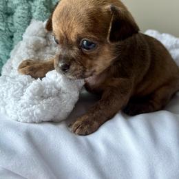 WallE - Black sabled fawn male Chihuahua puppy in High Point, North Carolina from Treasured Chihuahuas