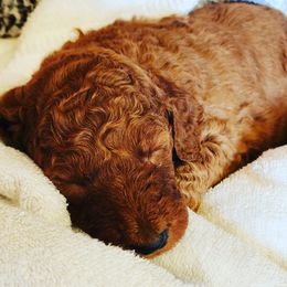 Goldendoodle Puppies from Central Texas Poodles and Doods