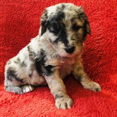 Bordoodle Puppies from Korbella Farm