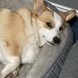 Dakota - Pembroke Welsh Corgi