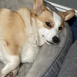Dakota - Pembroke Welsh Corgi
