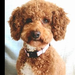 Rosie - Poodle