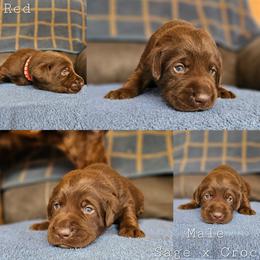 Red Collar - Chocolate male Labrador Retriever puppy in Boyd, Minnesota from Lindley Labradors