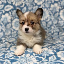 Bread n Butter - Red female Pembroke Welsh Corgi puppy in Columbia, Tennessee from Wiggle B Ranch Corgis