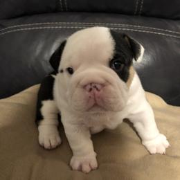 Bulldog Puppies from Black Creek English Bulldogs