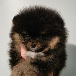 Shadow - Black and tan male Pomeranian puppy in Wildersville, Tennessee from RoyalRarity's Poms & Enrichment