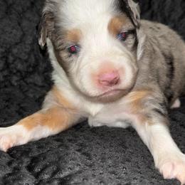 Dewey - Blue merle male Toy Australian Shepherd puppy in Ocala, Florida from Crazy Aussie Chaos