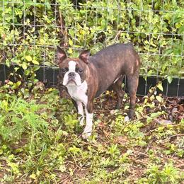 Sailor - Boston Terrier