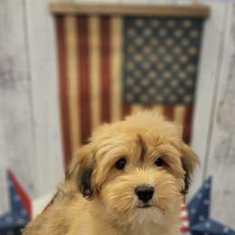 Havanese Puppies from Sweet Southern Havanese