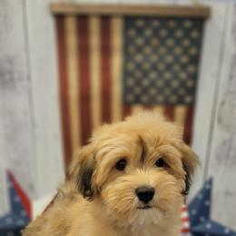 Havanese Puppies from Sweet Southern Havanese