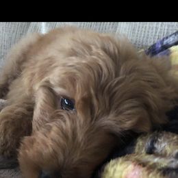 Goldendoodle All Grown Up from Lavender Field Doodles