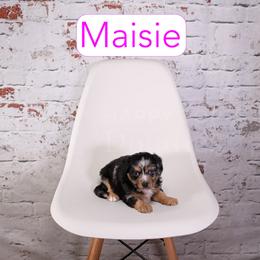 Maisie - Blue merle female Assorted Doodle Crosses puppy in Calhoun, Georgia from Happy Top Doodles
