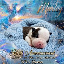 Marley - Black and white male Boston Terrier puppy in North Central, Vermont from Windy Valley’s Bostons