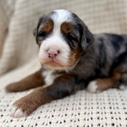 Churro (orange collar) - Blue merle male Bernedoodle puppy in Colorado Springs, Colorado from Mercy Mountain Bernedoodles