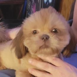 Kataya - Red female Shih Tzu puppy in Parma, Ohio from D's DeVine Shih-Tzu