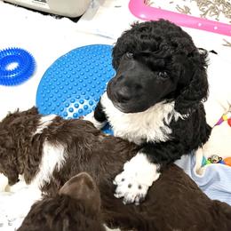 Poodle Puppies from Apricity Poodles