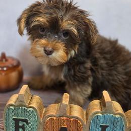 Small chocolate boy 1 - Liver male Yorkshire Terrier puppy in Thornville, Ohio from My precious yorkies