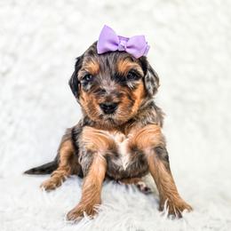 Dagny - Merle female Bernedoodle puppy in Gaylord, Michigan from Dog Mom Co. Doodles