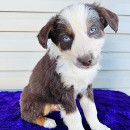 Hunter - Red tri-color male Australian Shepherd puppy in Charlotte, North Carolina from Awesome Aussies