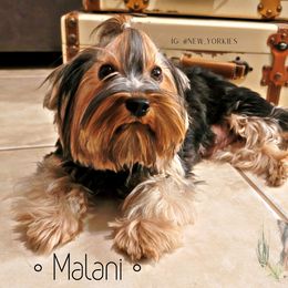 Malani - Yorkshire Terrier