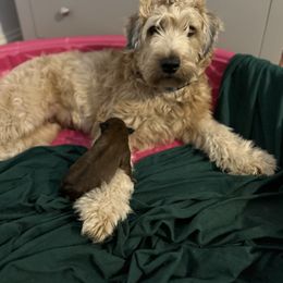 Soft Coated Wheaten Terrier Puppies from Waterviewwheaties.com