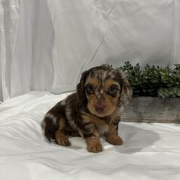 Nala - Dapple female Dachshund puppy in Stilwell, Oklahoma from B & K Dachshunds