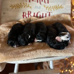 Banana - Tri-color female Bernedoodle puppy in Arabi, Georgia from Huckadoodle Farm