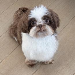 Juno - Shih Tzu