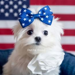 Vivi - White female Maltese puppy in Tampa, Florida from Petite Pawz