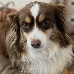 Pembroke Welsh Corgis, Poodles, and Toy Australian Shepherds from Sweet Peach Puppies