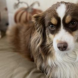 Pembroke Welsh Corgis, Poodles, and Toy Australian Shepherds from Sweet Peach Puppies