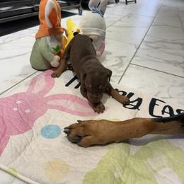 Girl 1 - Red and rust female Doberman Pinscher puppy in Elgin, Texas from New Horizons Kennels