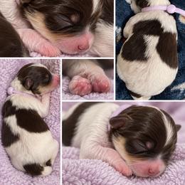 Hannah - Chocolate female Havanese puppy in Cochran, Georgia from Dean Supreme