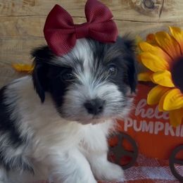 Rory - AKC - Black and white female Havanese puppy in Verden, Oklahoma from Holcombs Puppy Ranch