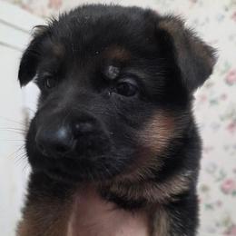 Boy 3 - Black and red male German Shepherd puppy in Jamesville, New York from Mark Carfagno's Pups