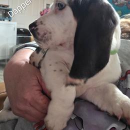 Dapper Dobbi - Black white and brown male Basset Hound puppy in Lexington, Kentucky from Hound Ridge Meadows