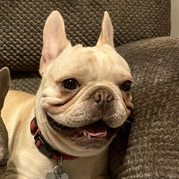 Cat - French Bulldog