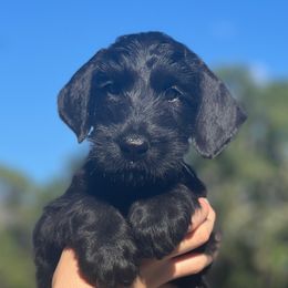 Peta bread - Black male Giant Schnauzer puppy in Lithia, Florida from Elegy Kennels