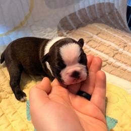 Red - Seal and white male Boston Terrier puppy in Hialeah, Florida from K&N Boston Paws