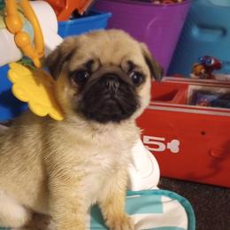 Pugs and Shichons from Heartville Pugs