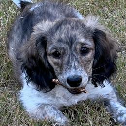 Dachshund Puppies from Mel's LowRider Ranch