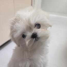 Rumi - White and lemon female Maltese puppy in Fresno, California from Soua's Pups