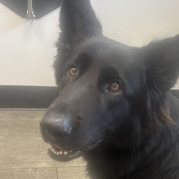 German Shepherds from Mitso Shepherds