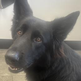 German Shepherds from Mitso Shepherds