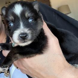 Prince - Black and white male Pomsky puppy in Sacramento, California from 916 Pomskies