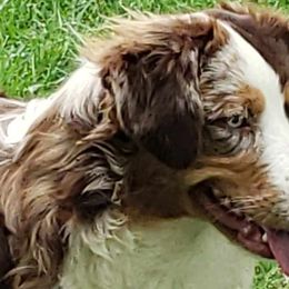 Miniature Australian Shepherd and Toy Australian Shepherd Puppies from Miller Hill Aussies