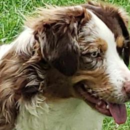 Miniature Australian Shepherd and Toy Australian Shepherd Puppies from Miller Hill Aussies